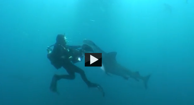 Tiger Shark Attack Diver Gets A Fear Factor